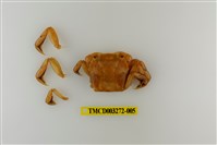 藏品(字纹弓蟹)的圖片